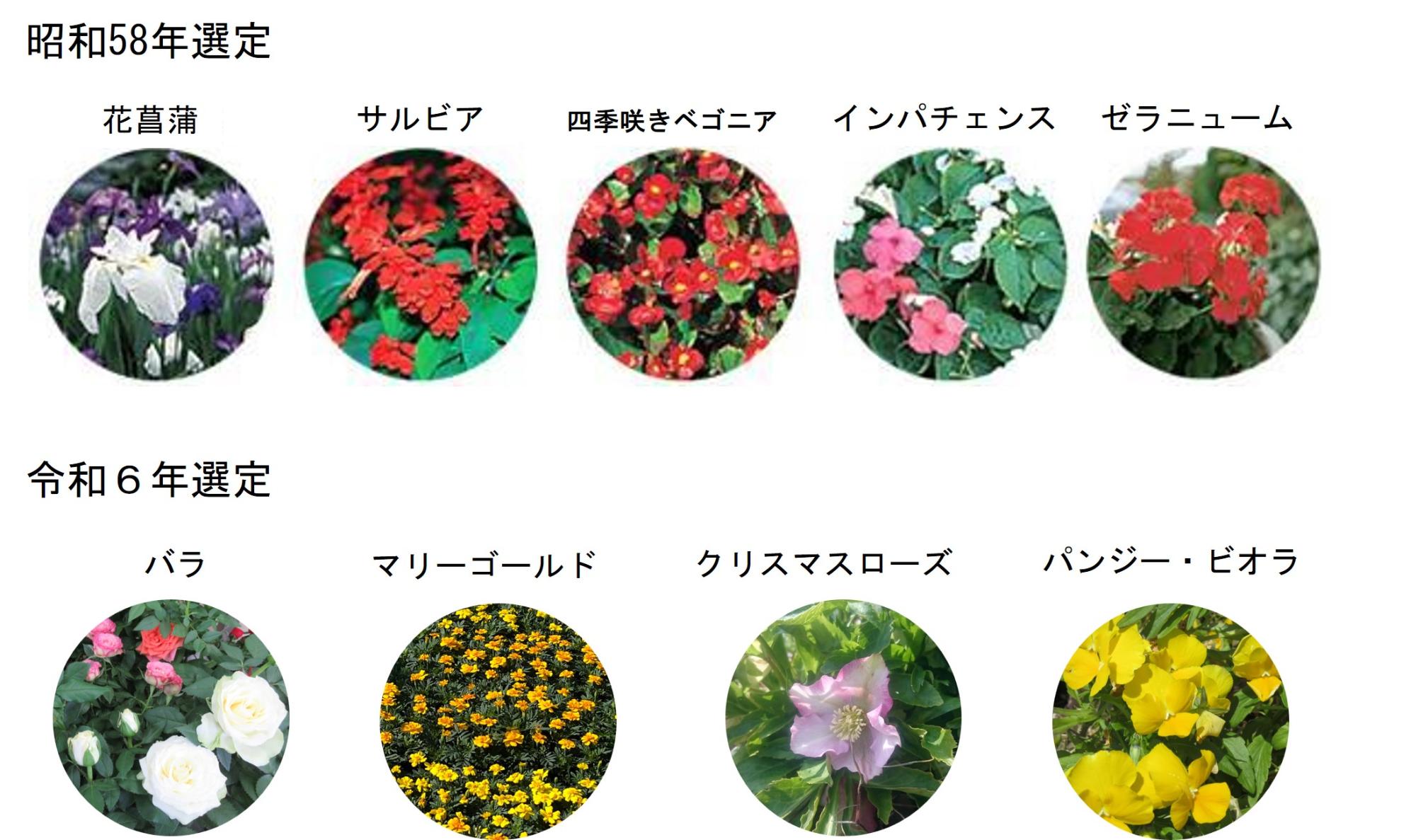 市民のみなさまに栽培をおすすめする市民推奨花として、昭和58年に選定した花菖蒲、サルビア、四季咲きベゴニア、インパチェンス、ゼラニューム、令和6年に選定したバラ、マリーゴールド、クリスマスローズ、パンジー・ビオラの写真